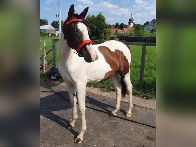 Cheval de sport allemand Jument 2 Ans 155 cm Pinto in Oppurg