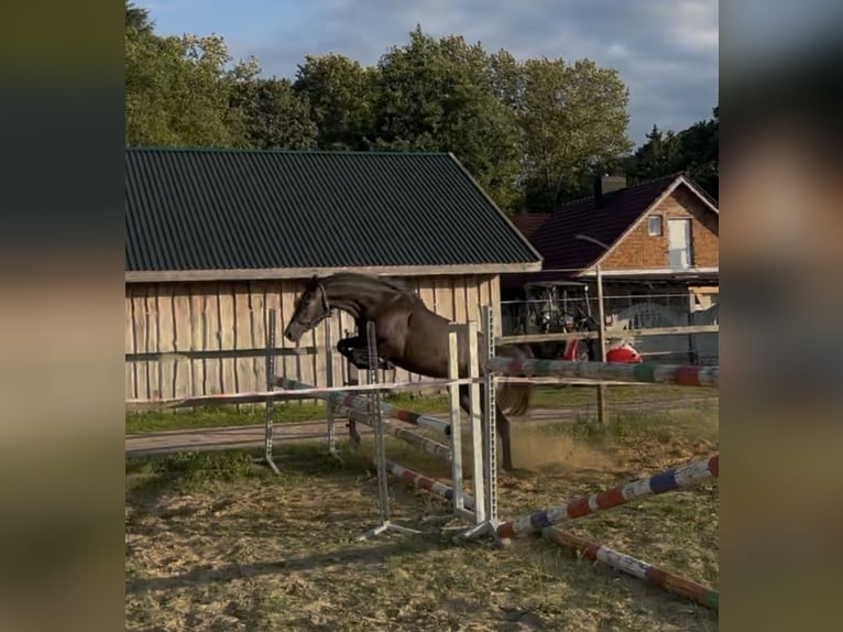 Cheval de sport allemand Jument 2 Ans 156 cm Gris noir in Mollnitz
