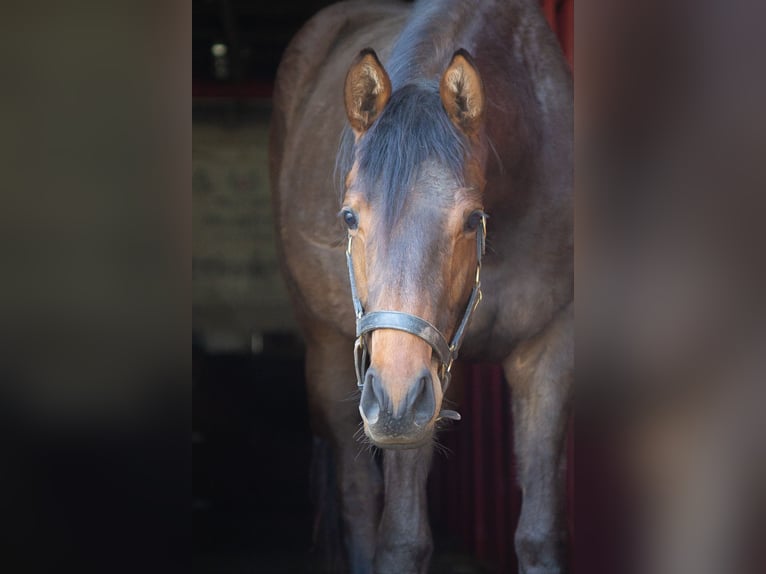 Cheval de sport allemand Jument 2 Ans 157 cm Bai in Nordhausen