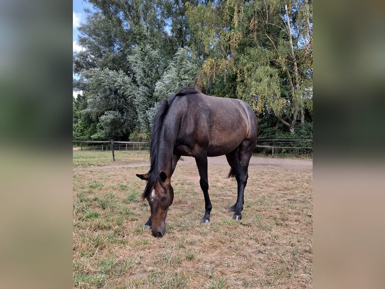 Cheval de sport allemand Jument 2 Ans 159 cm Peut devenir gris in Goch