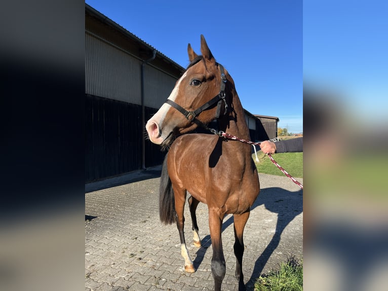 Cheval de sport allemand Jument 2 Ans 160 cm Bai clair in N&#xF6;rdlingen