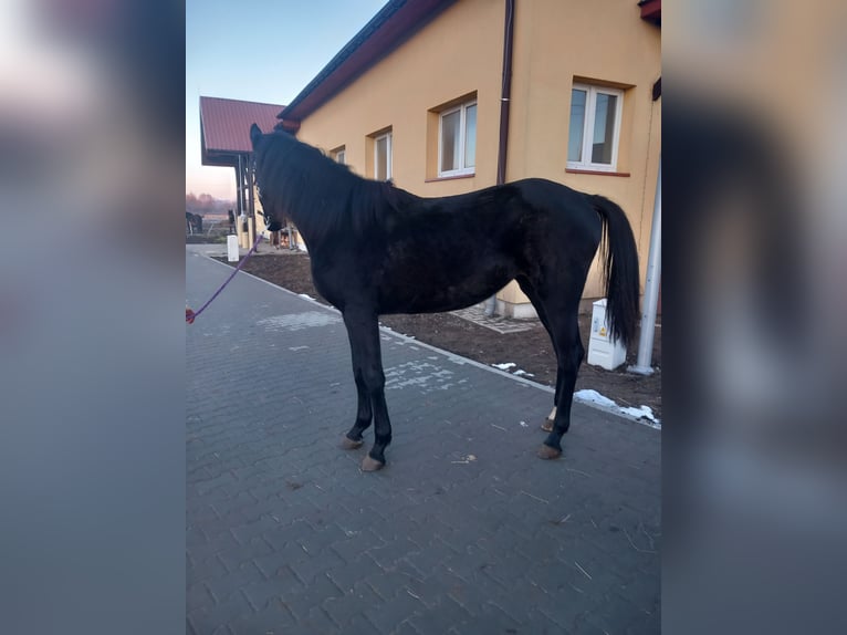 Cheval de sport allemand Jument 2 Ans 160 cm Noir in Sandomierz