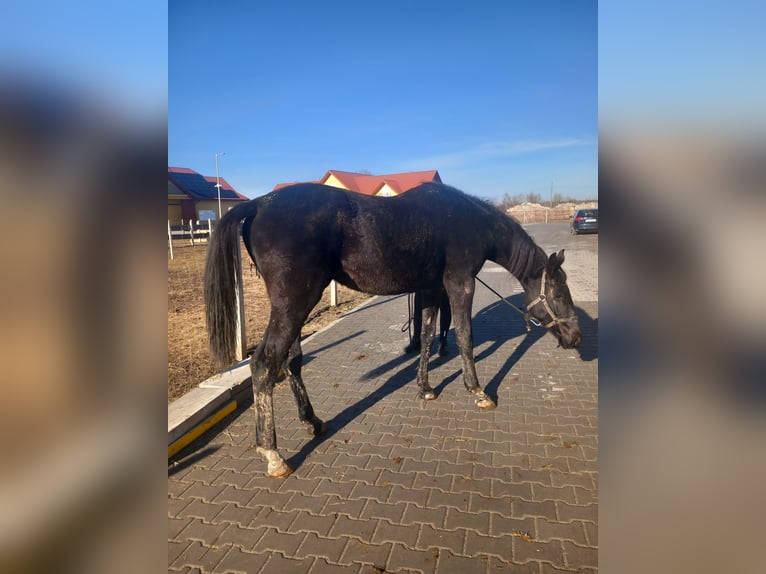 Cheval de sport allemand Jument 2 Ans 160 cm Noir in Sandomierz