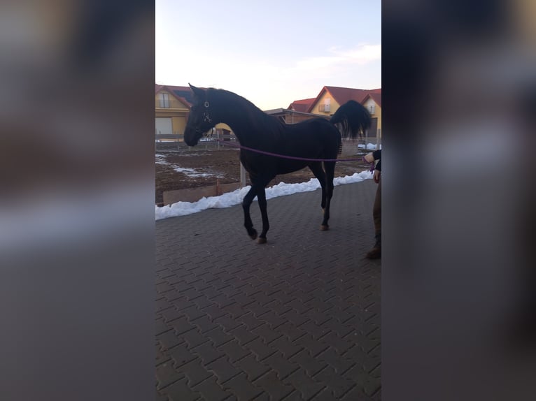 Cheval de sport allemand Jument 2 Ans 160 cm Noir in Sandomierz