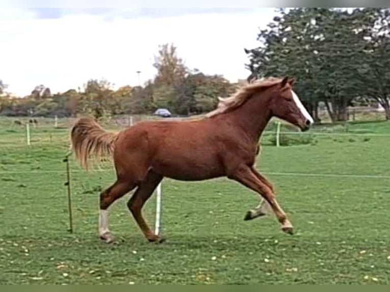 Cheval de sport allemand Jument 2 Ans 162 cm Alezan in Zangenberg