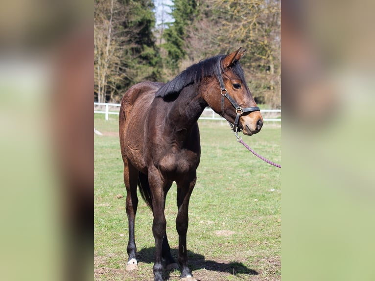 Cheval de sport allemand Jument 2 Ans 162 cm Bai in Nordhausen
