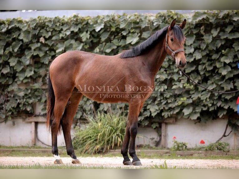 Cheval de sport allemand Jument 2 Ans 162 cm Bai in Laaber