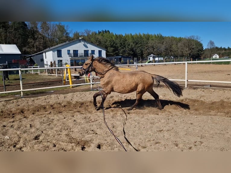 Cheval de sport allemand Jument 2 Ans 162 cm Isabelle in L&#x119;bork