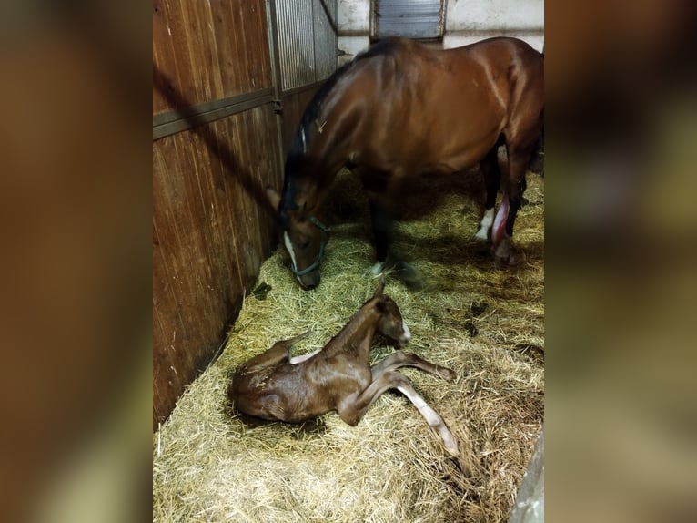 Cheval de sport allemand Jument 2 Ans 163 cm Alezan in Großhartmannsdorf