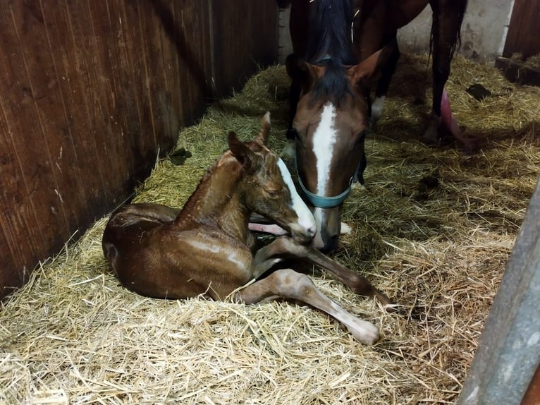 Cheval de sport allemand Jument 2 Ans 163 cm Alezan in Großhartmannsdorf