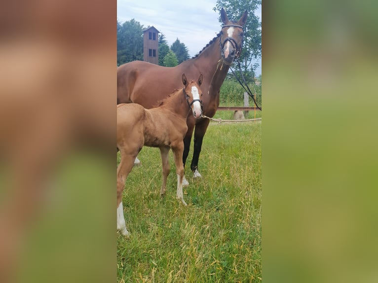 Cheval de sport allemand Jument 2 Ans 163 cm Alezan in Großhartmannsdorf