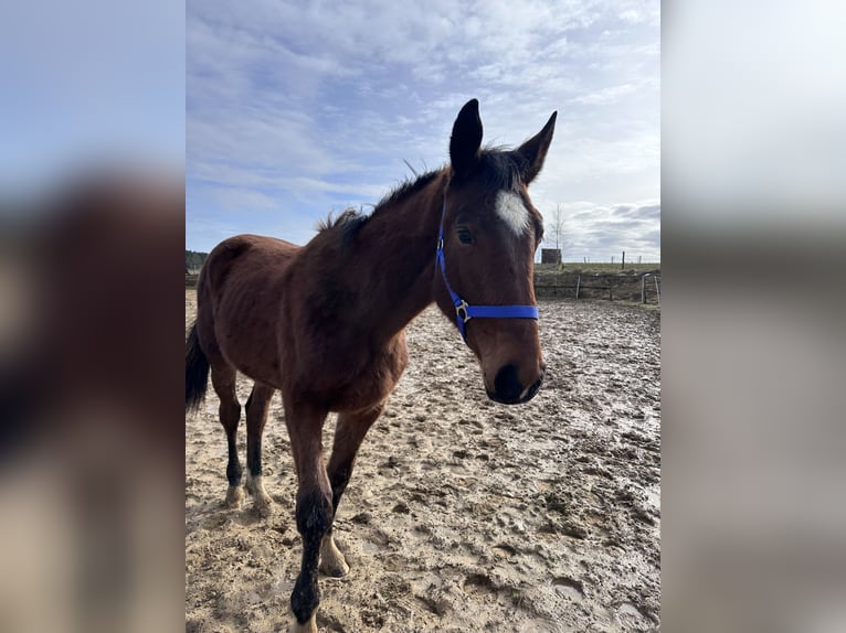 Cheval de sport allemand Jument 2 Ans 163 cm Bai in Anlier