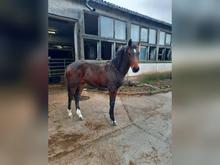 Cheval de sport allemand Jument 2 Ans 164 cm Bai brun in Misserode