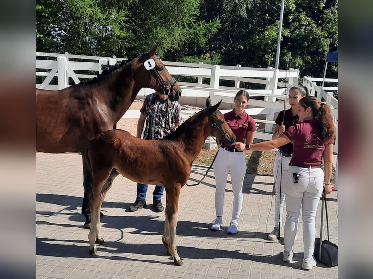 Cheval de sport allemand Jument 2 Ans 164 cm Bai brun in Misserode