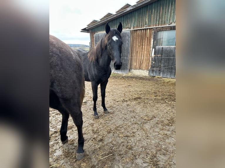 Cheval de sport allemand Jument 2 Ans 164 cm Noir in Lehrberg