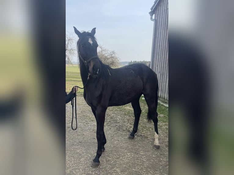 Cheval de sport allemand Jument 2 Ans 165 cm Bai brun in Kißlegg