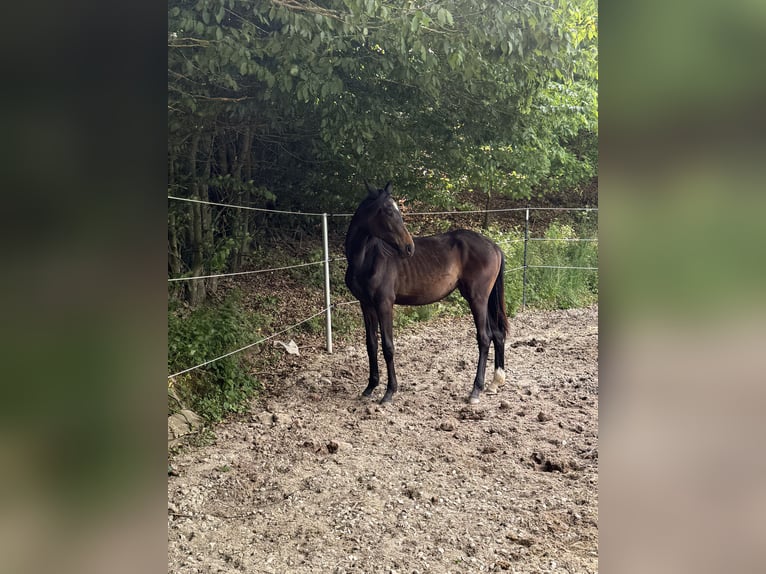 Cheval de sport allemand Jument 2 Ans 165 cm Bai brun foncé in Rügland