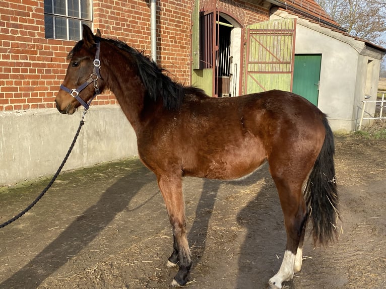 Cheval de sport allemand Jument 2 Ans 165 cm Bai in Herzberg