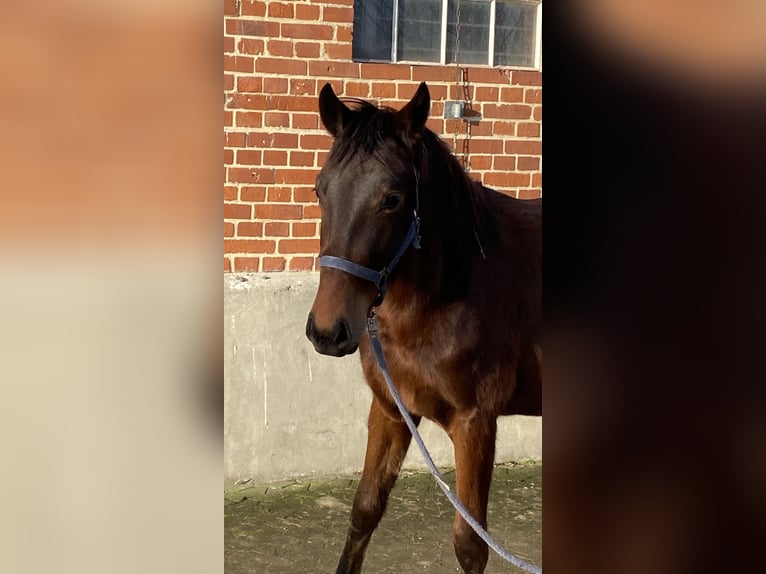 Cheval de sport allemand Jument 2 Ans 165 cm Bai in Herzberg
