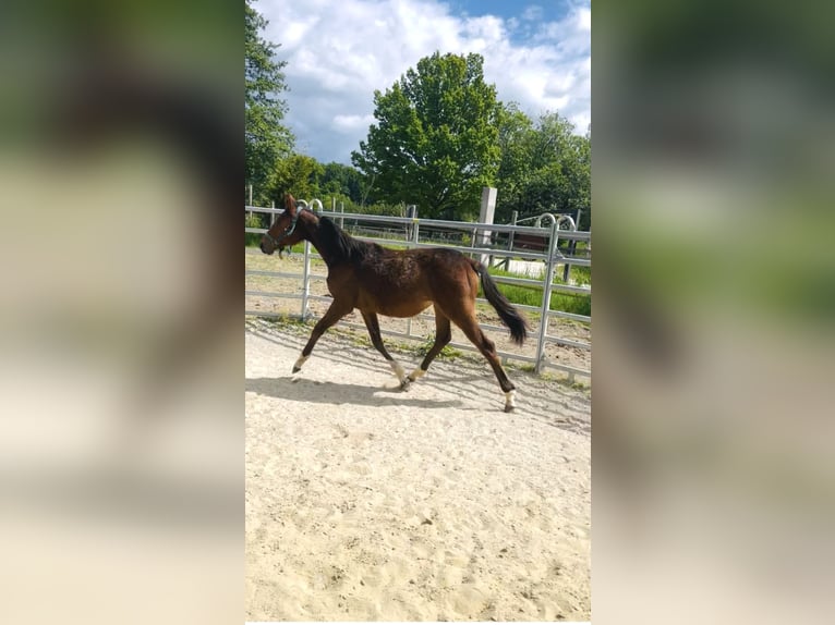 Cheval de sport allemand Jument 2 Ans 165 cm Bai in Frauenneuharting