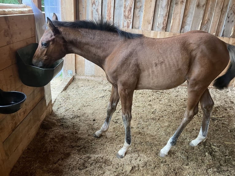 Cheval de sport allemand Jument 2 Ans 165 cm Bai in Frauenneuharting