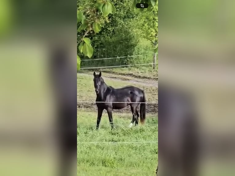 Cheval de sport allemand Jument 2 Ans 165 cm Noir in Ruppertshofen