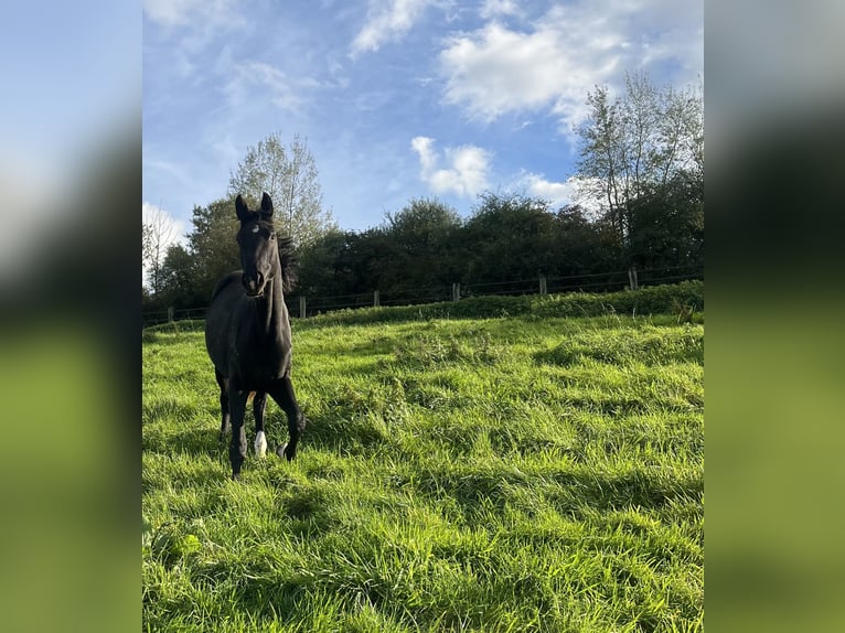 Cheval de sport allemand Jument 2 Ans 166 cm Noir in Mettmann