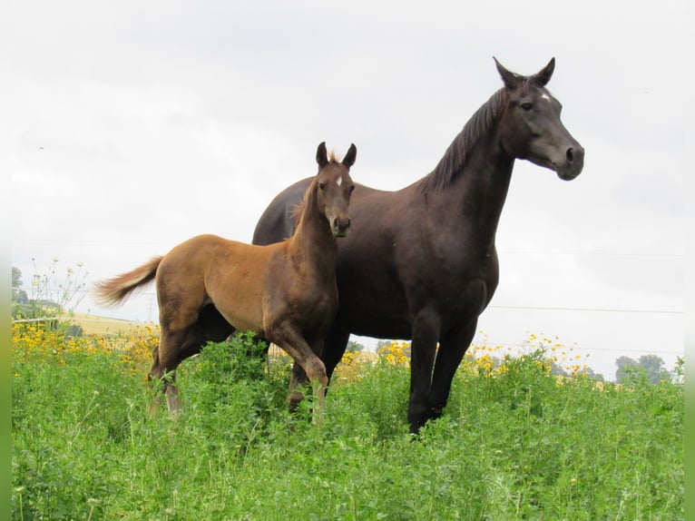Cheval de sport allemand Jument 2 Ans 168 cm Alezan in Querfurt