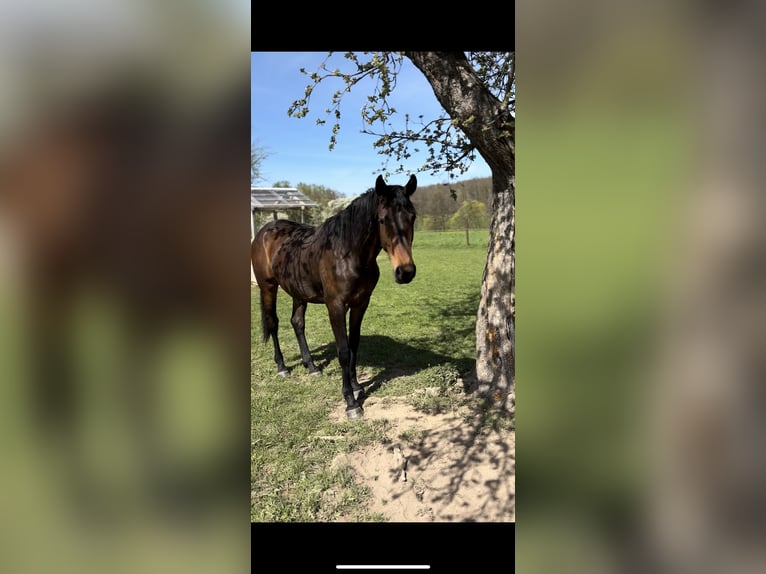 Cheval de sport allemand Jument 2 Ans 168 cm Bai brun in Schm&#xF6;lln