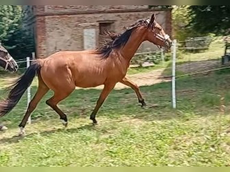 Cheval de sport allemand Jument 2 Ans 168 cm Bai in Döbeln