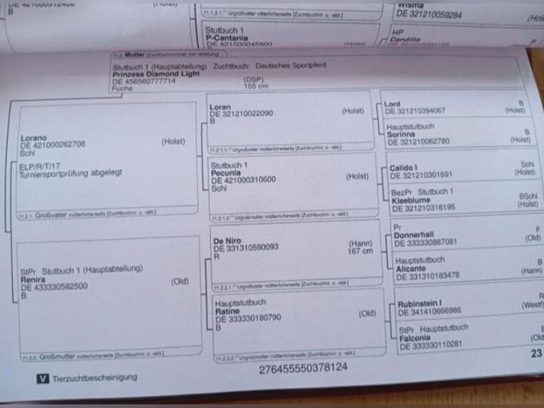 Cheval de sport allemand Jument 2 Ans 168 cm Bai in Döbeln