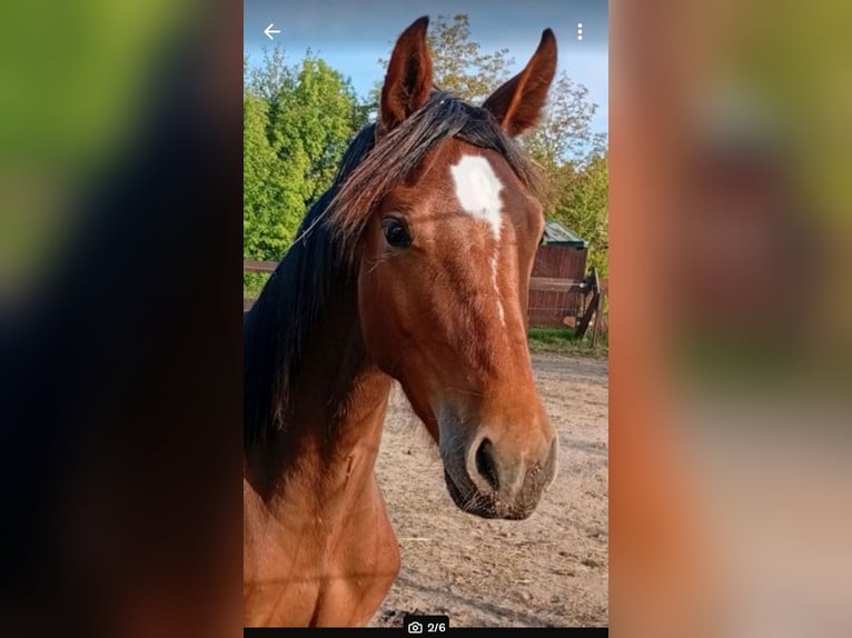 Cheval de sport allemand Jument 2 Ans 168 cm Bai in Döbeln