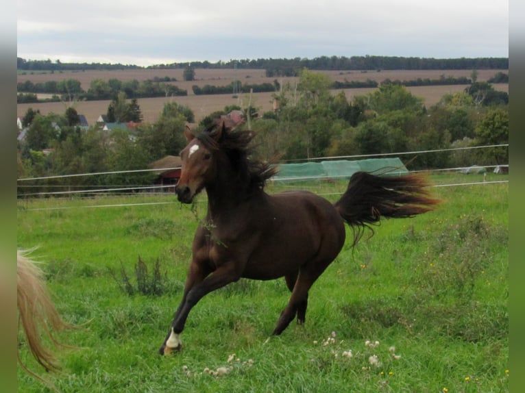 Cheval de sport allemand Jument 2 Ans 168 cm Bai in Querfurt