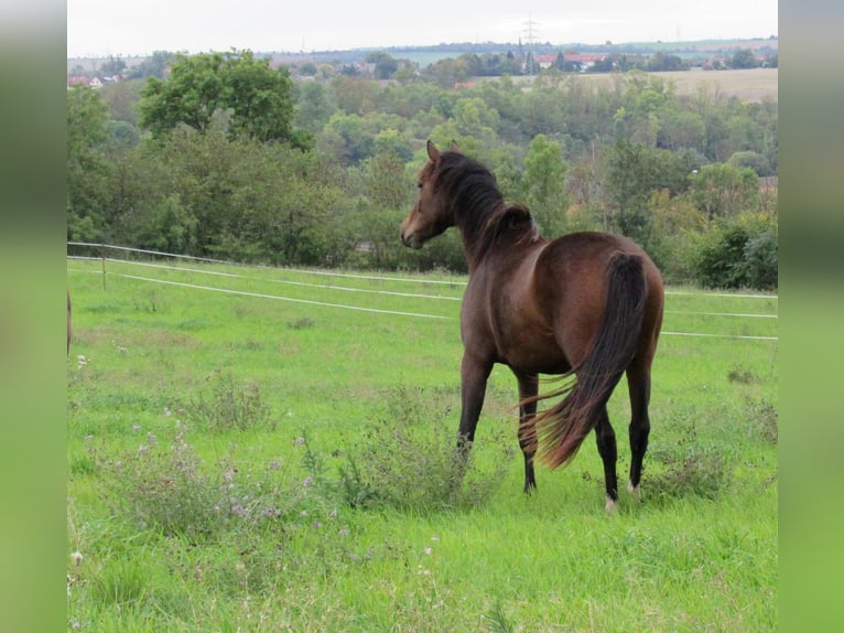 Cheval de sport allemand Jument 2 Ans 168 cm Bai in Querfurt