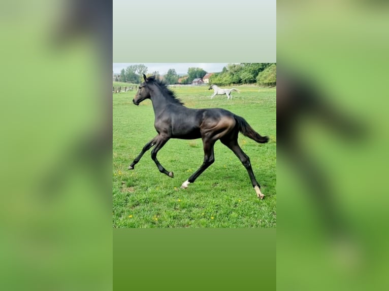 Cheval de sport allemand Jument 2 Ans 168 cm Peut devenir gris in Burgbernheim