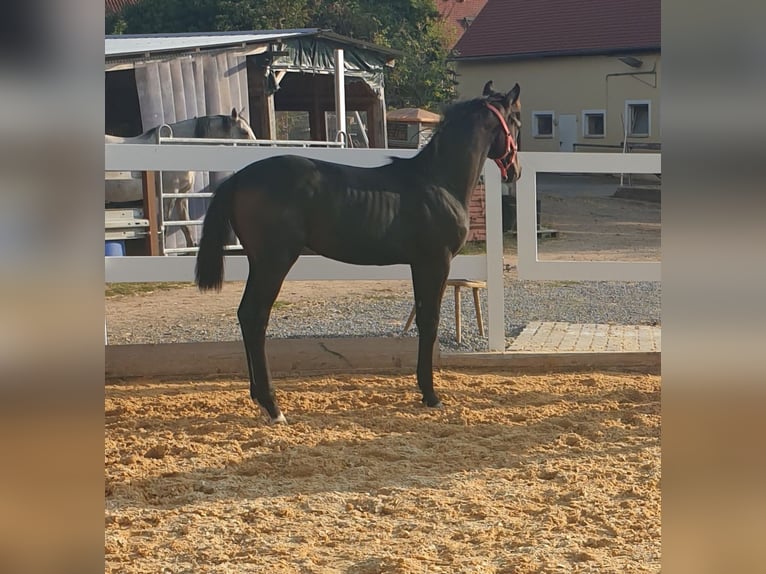 Cheval de sport allemand Jument 2 Ans 168 cm Peut devenir gris in Burgbernheim