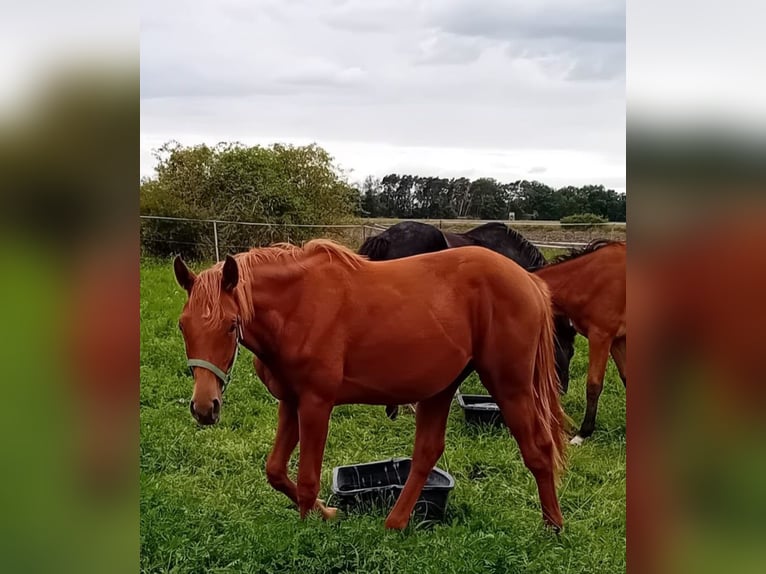 Cheval de sport allemand Jument 2 Ans 170 cm Alezan in Milower Land