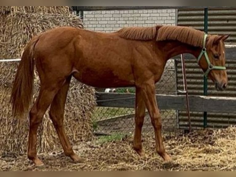 Cheval de sport allemand Jument 2 Ans 170 cm Alezan in Milower Land