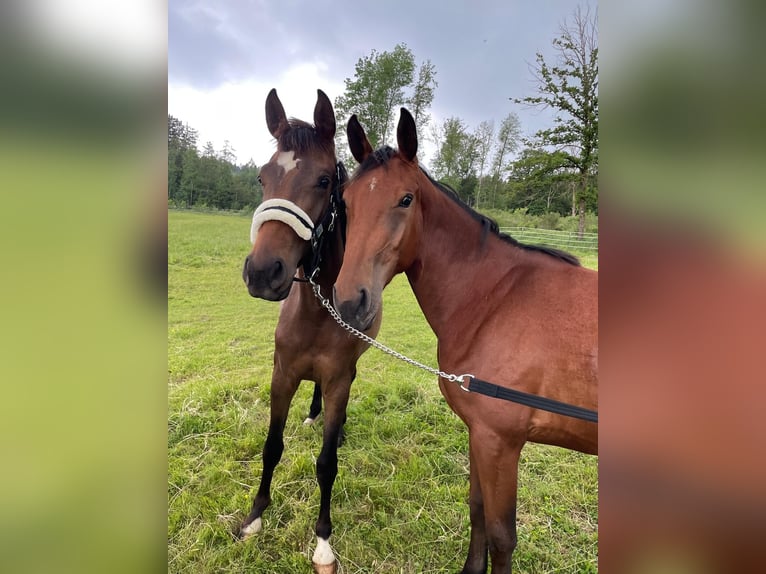 Cheval de sport allemand Jument 2 Ans 170 cm Bai brun in Bad Griesbach im Rottal