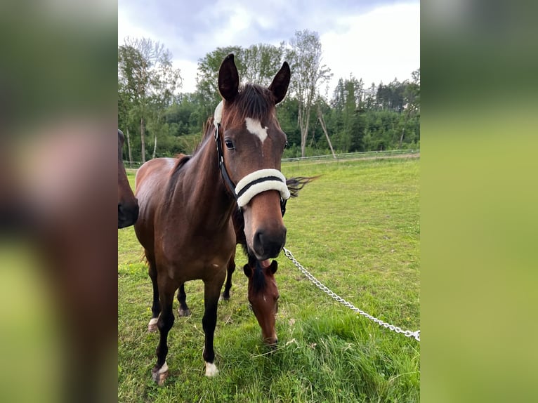 Cheval de sport allemand Jument 2 Ans 170 cm Bai brun in Bad Griesbach im Rottal