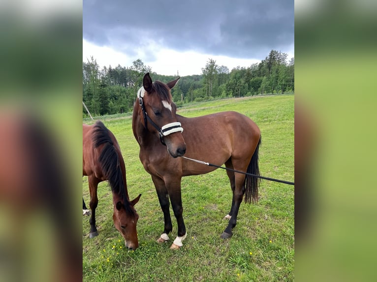 Cheval de sport allemand Jument 2 Ans 170 cm Bai brun in Bad Griesbach im Rottal