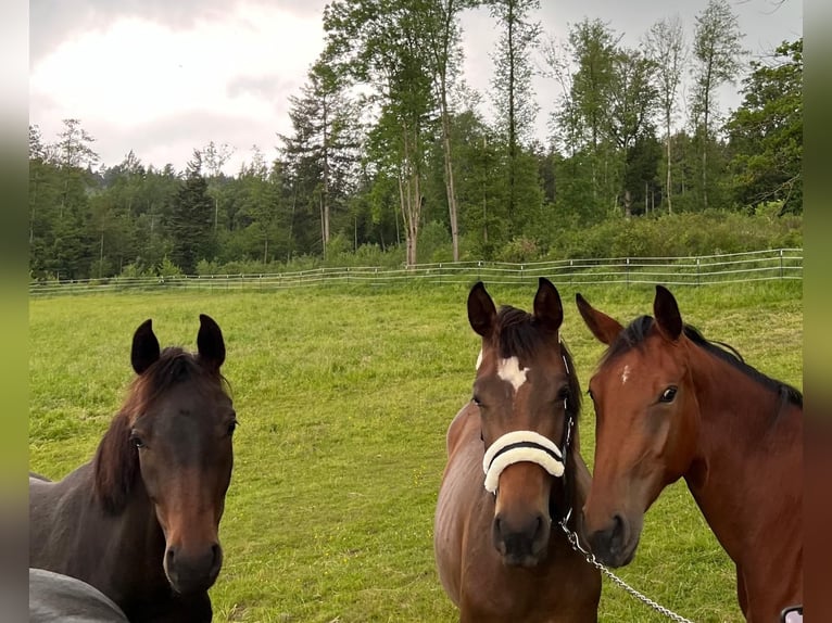 Cheval de sport allemand Jument 2 Ans 170 cm Bai brun in Bad Griesbach im Rottal