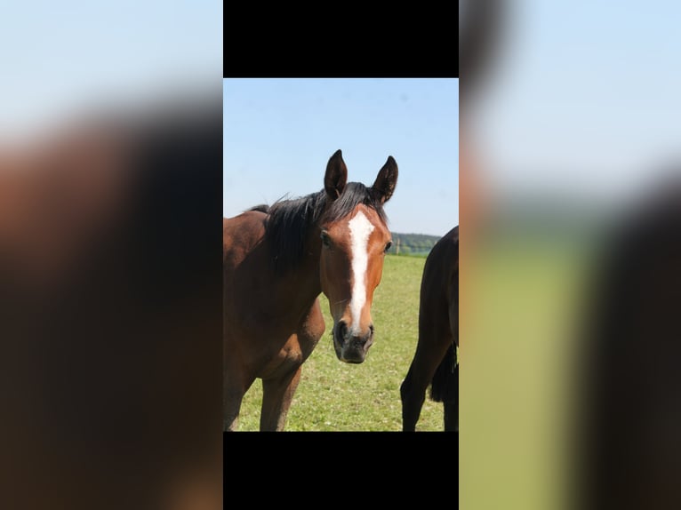 Cheval de sport allemand Jument 2 Ans 170 cm Bai in Bad Saulgau