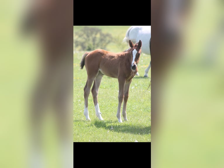 Cheval de sport allemand Jument 2 Ans 170 cm Bai in Bad Saulgau