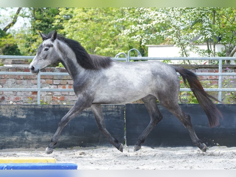 Cheval de sport allemand Jument 2 Ans 170 cm Peut devenir gris in Großpösna