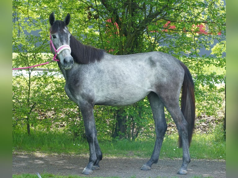 Cheval de sport allemand Jument 2 Ans 170 cm Peut devenir gris in Großpösna