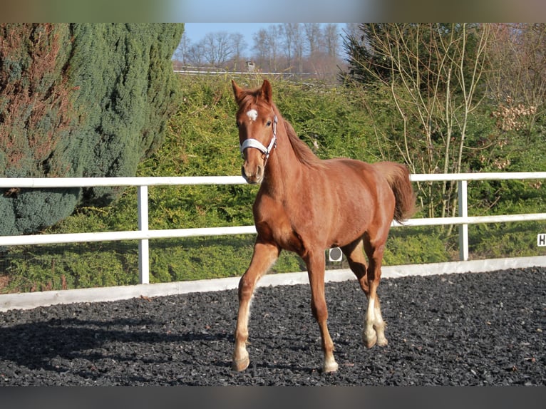 Cheval de sport allemand Jument 2 Ans 172 cm Alezan brûlé in Neckargemünd