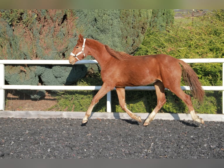 Cheval de sport allemand Jument 2 Ans 172 cm Alezan brûlé in Neckargemünd