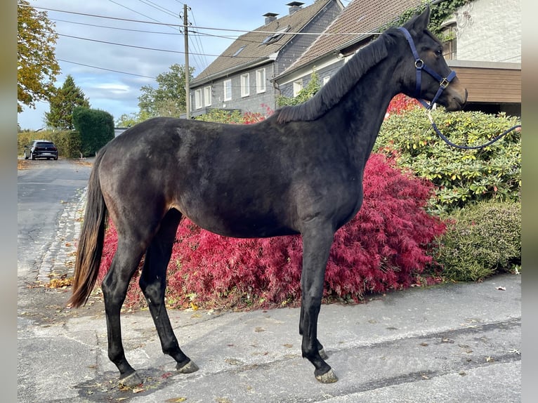 Cheval de sport allemand Jument 2 Ans 172 cm Bai in Remscheid