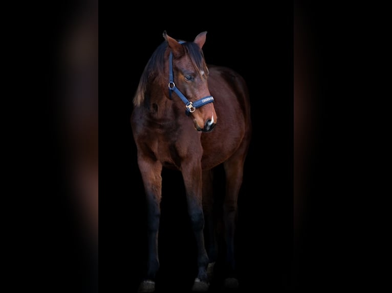 Cheval de sport allemand Jument 2 Ans 172 cm Bai in Marktoberdorf